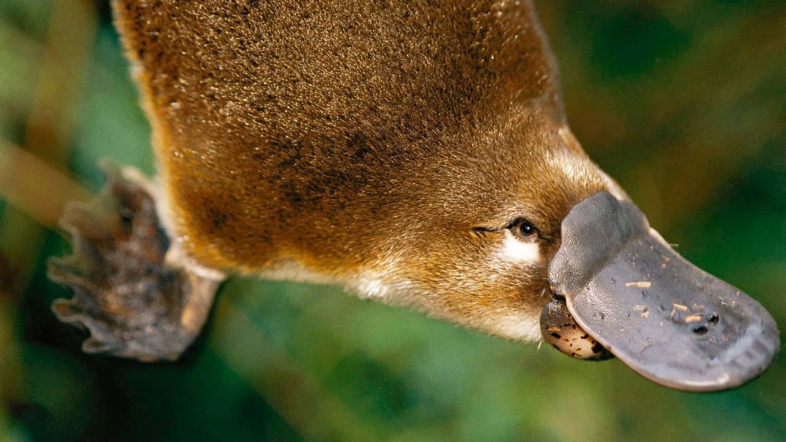 Biólogos asombrados: el ADN aviar hallado en el pelo de los ornitorrincos cuestiona su evolución