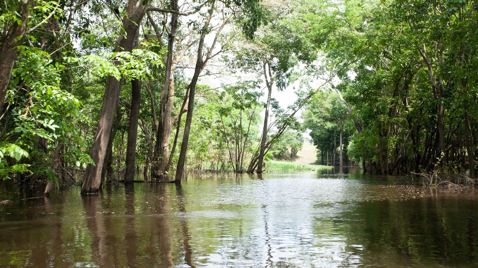 Biología logra un hito al descubrir 118 nuevas especies en la remota zona del Amazonas
